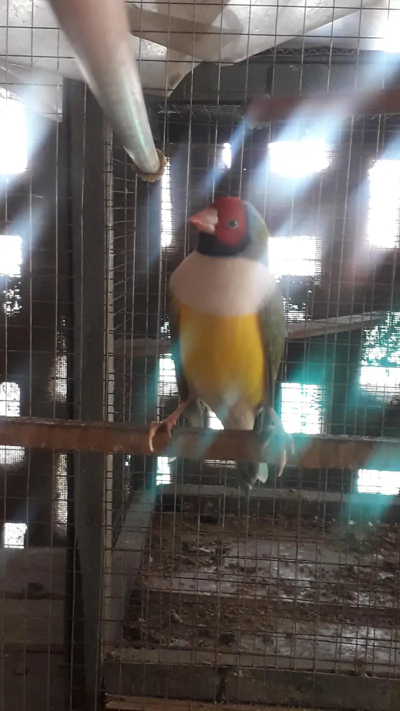 Gouldian Breeder males — photo 8