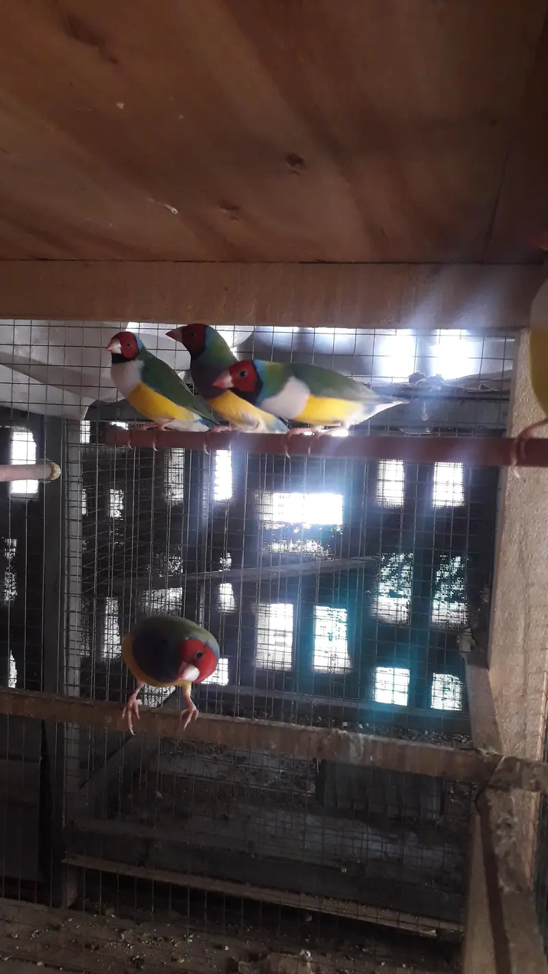 Gouldian Breeder males — photo 9