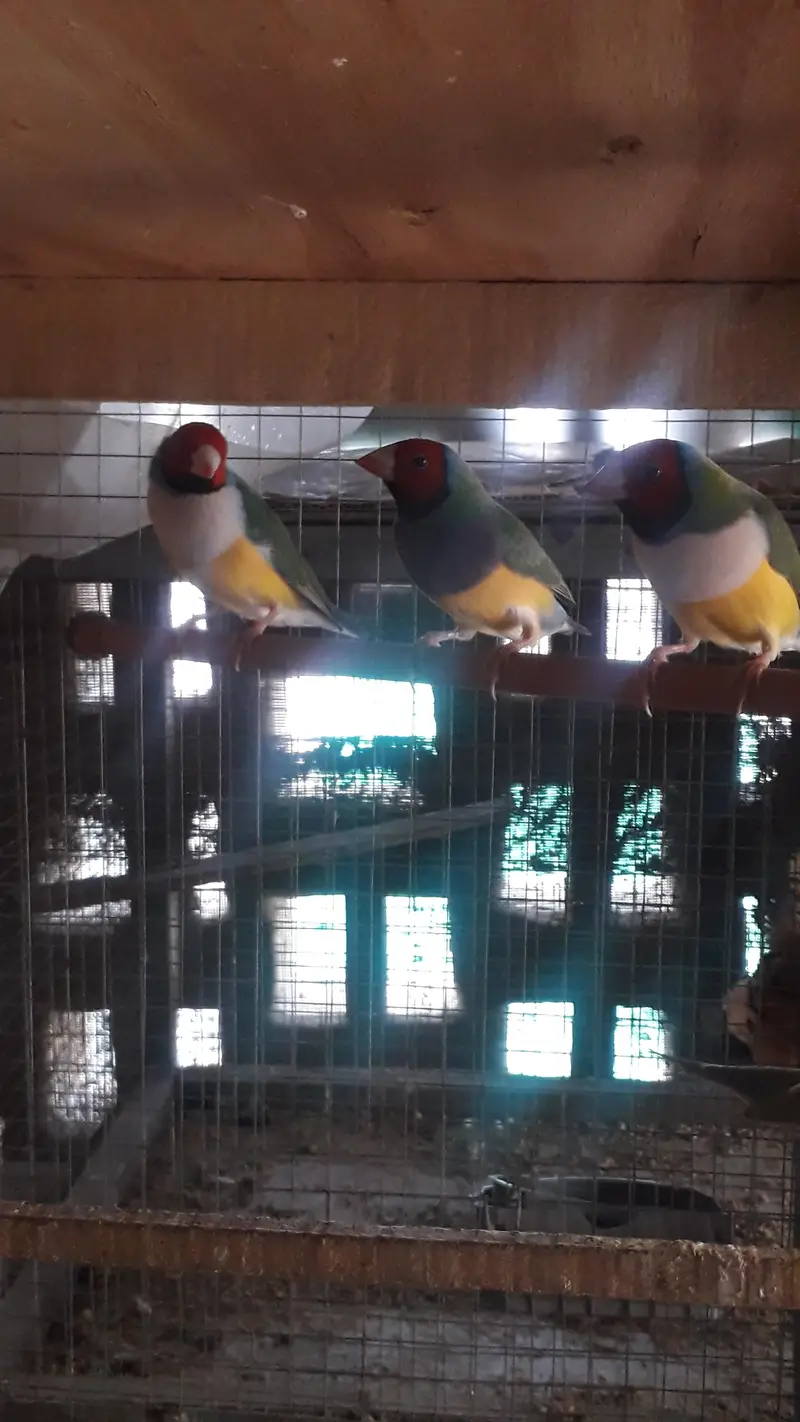 Gouldian Breeder males — photo 10