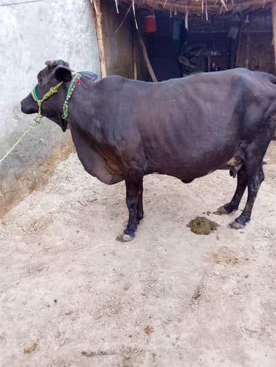 Heifer/Milking cows/jersi Cholistani/Cow/for sell