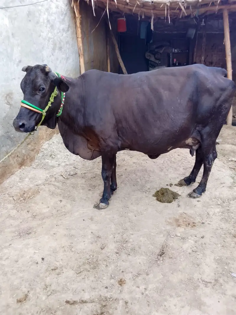 Heifer/Milking cows/jersi Cholistani/Cow/for sell — photo 2