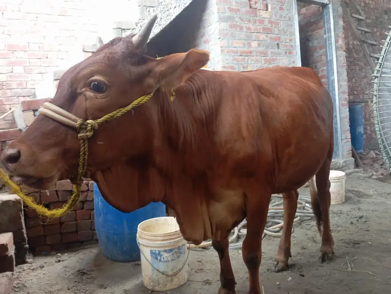 Heifer/Milking cows/jersi Cholistani/Cow/for sell — photo 3