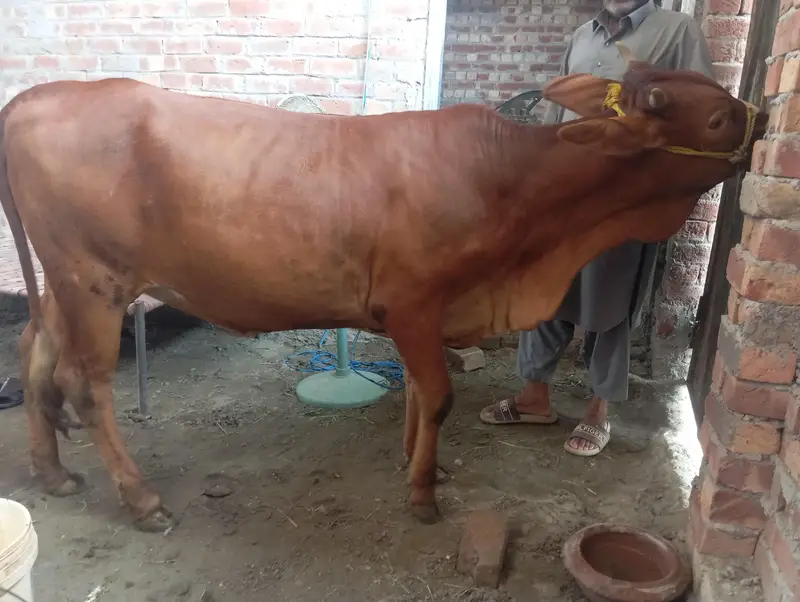 Heifer/Milking cows/jersi Cholistani/Cow/for sell — photo 4
