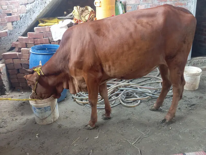 Heifer/Milking cows/jersi Cholistani/Cow/for sell — photo 5