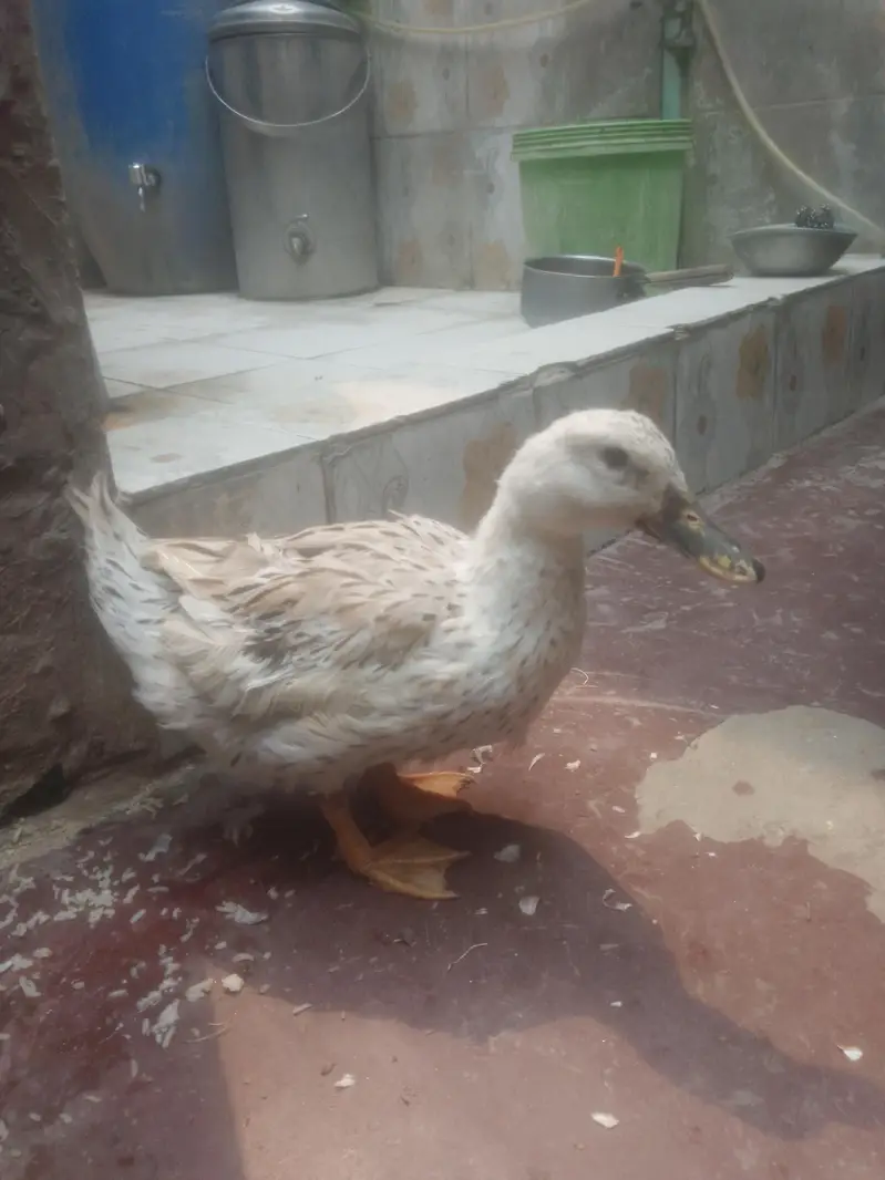 Egg laying Duck urgent sale contact 0301 4929920