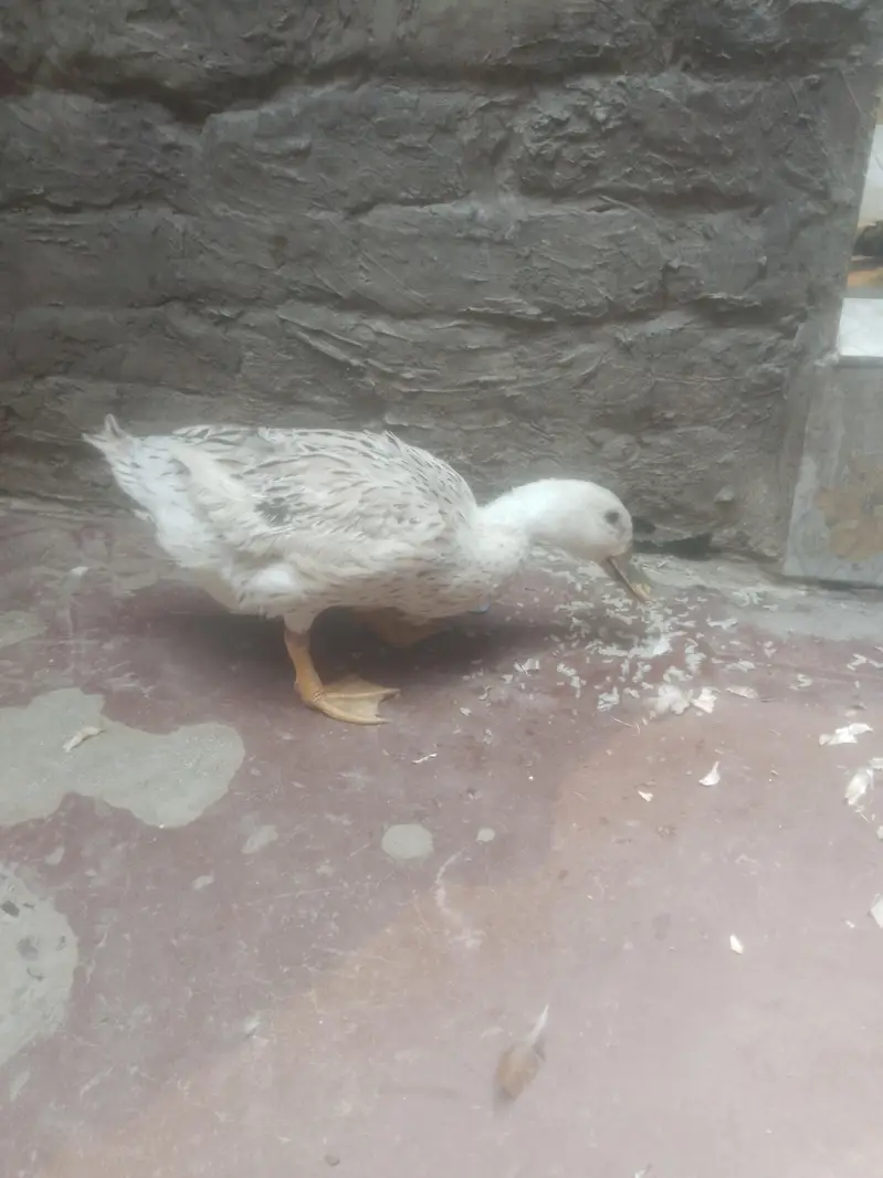 Egg laying Duck urgent sale contact 0301 4929920 — photo 2