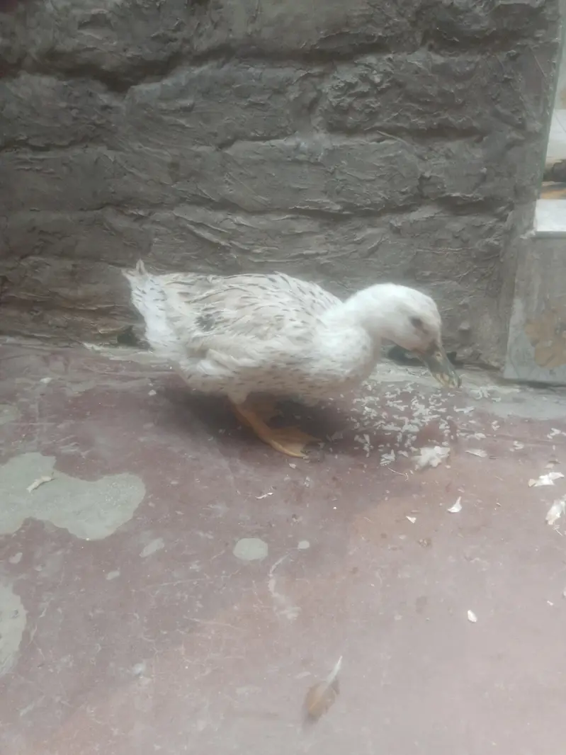 Egg laying Duck urgent sale contact 0301 4929920 — photo 3
