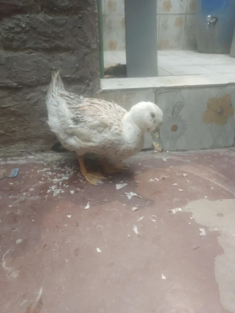 Egg laying Duck urgent sale contact 0301 4929920 — photo 4