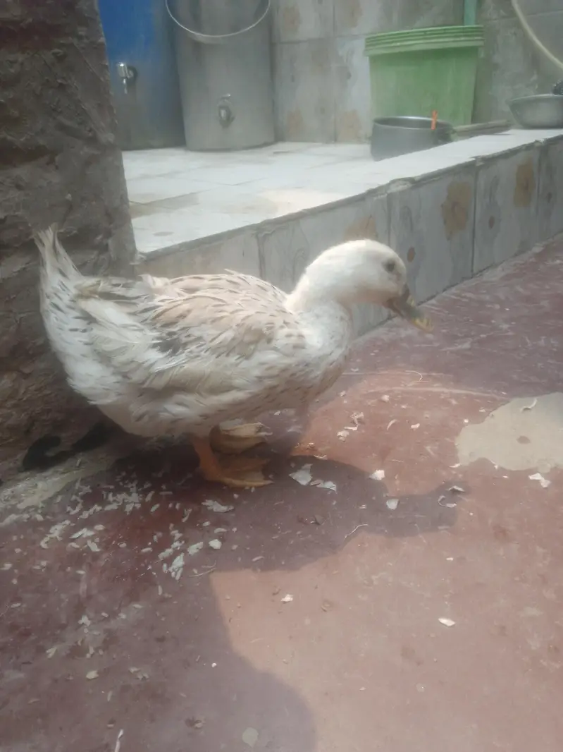 Egg laying Duck urgent sale contact 0301 4929920 — photo 5