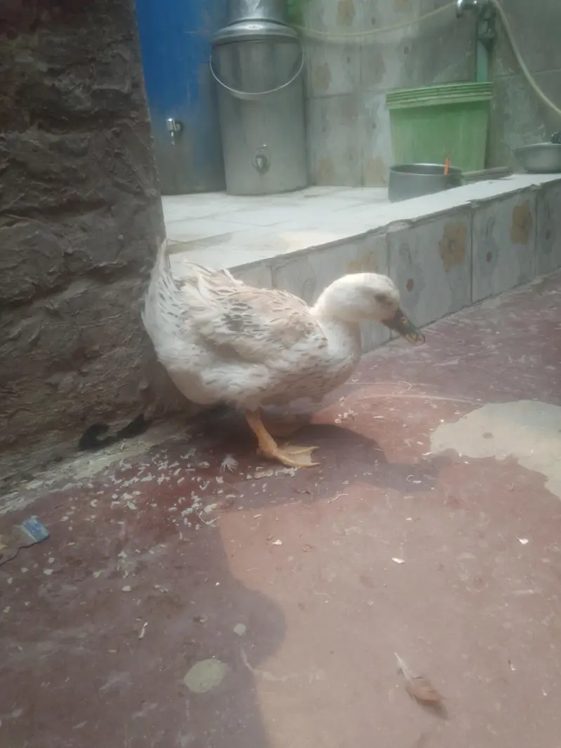 Egg laying Duck urgent sale contact 0301 4929920 — photo 6