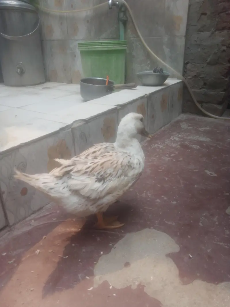 Egg laying Duck urgent sale contact 0301 4929920 — photo 7