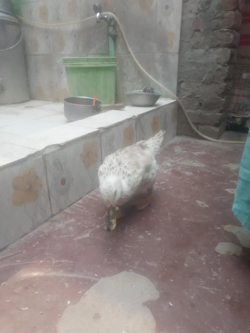 Egg laying Duck urgent sale contact 0301 4929920 — photo 8
