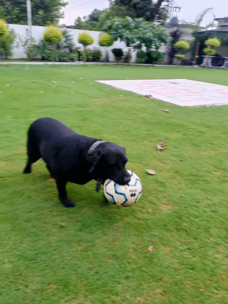 Pablo for sale — photo 3