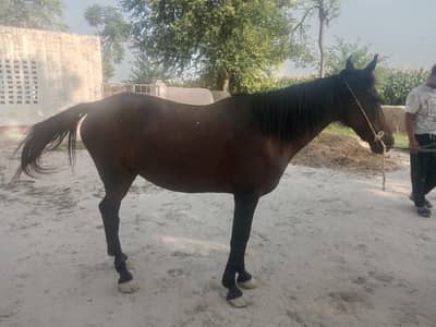 Desi Horse for Sale
