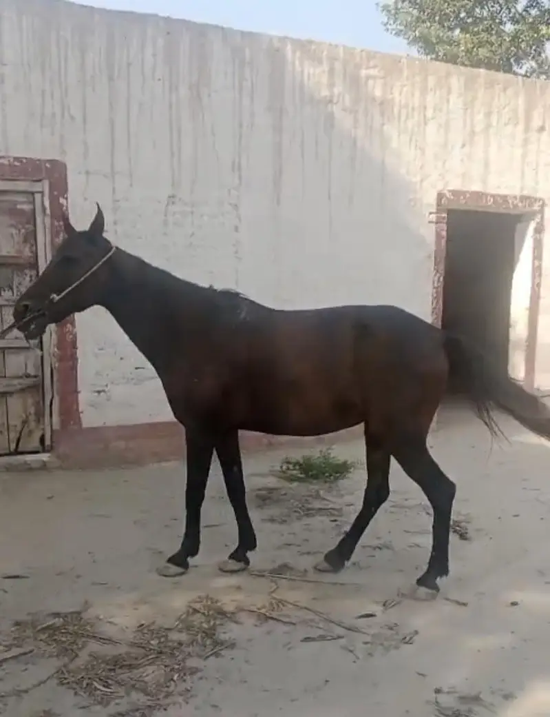 Desi Horse for Sale — photo 2