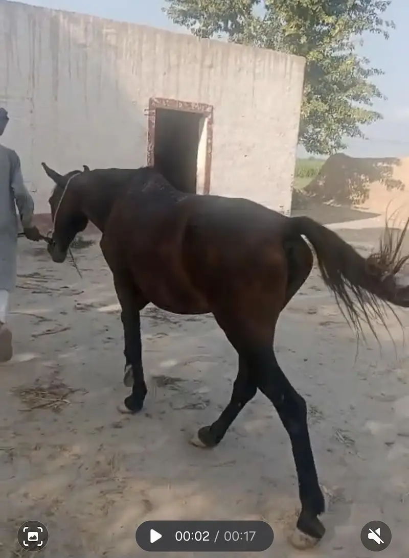 Desi Horse for Sale — photo 3