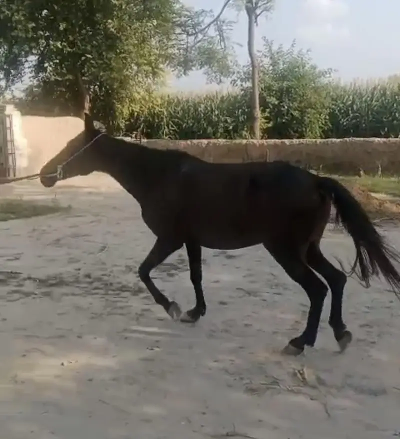 Desi Horse for Sale — photo 4
