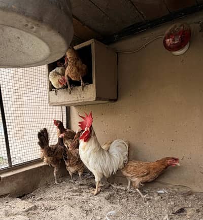 Desi Murghiya eggs laying Hens