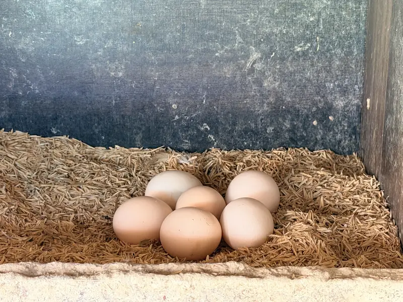 Desi Murghiya eggs laying Hens — photo 2