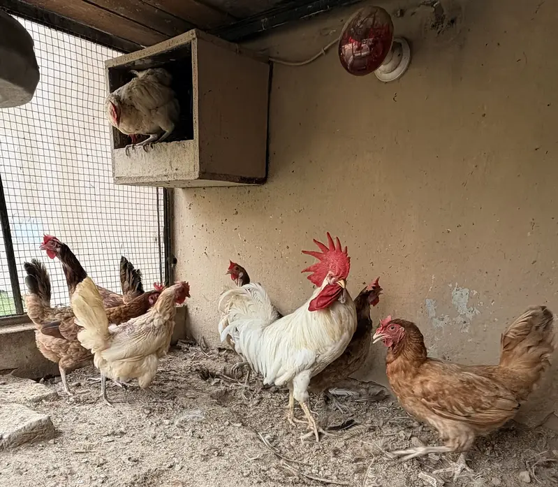 Desi Murghiya eggs laying Hens — photo 3