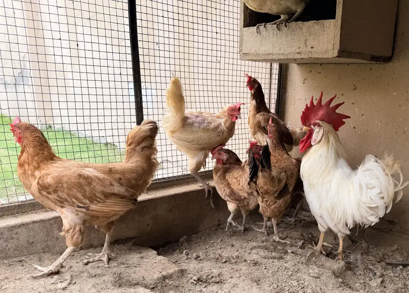 Desi Murghiya eggs laying Hens — photo 4