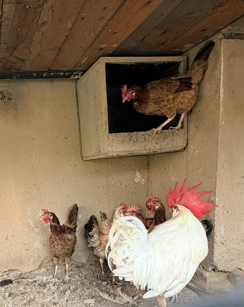 Desi Murghiya eggs laying Hens — photo 5