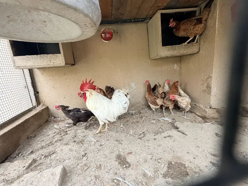 Desi Murghiya eggs laying Hens — photo 6