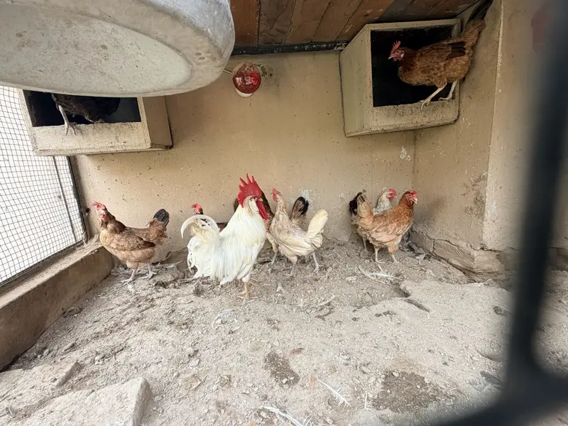 Desi Murghiya eggs laying Hens — photo 7