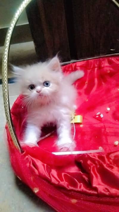 peky male kitten for sale