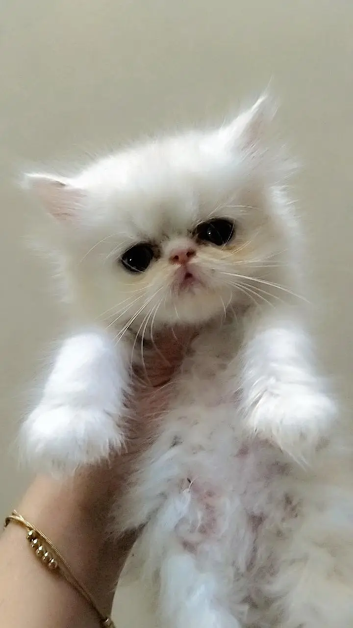 peky male kitten for sale — photo 2
