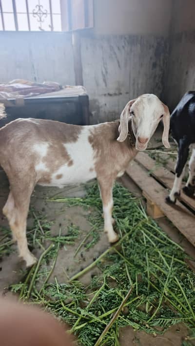 Ghosia goot farm