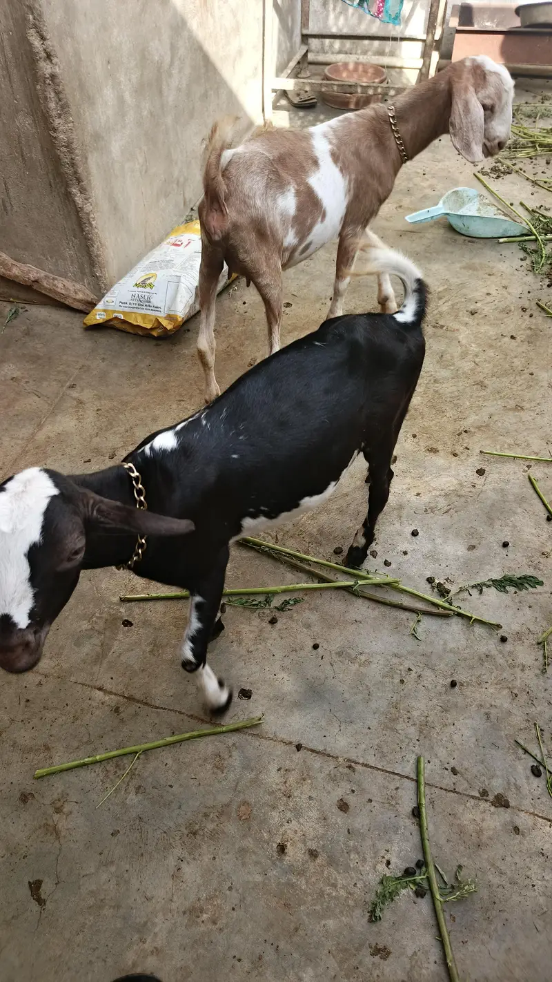Ghosia goot farm — photo 2