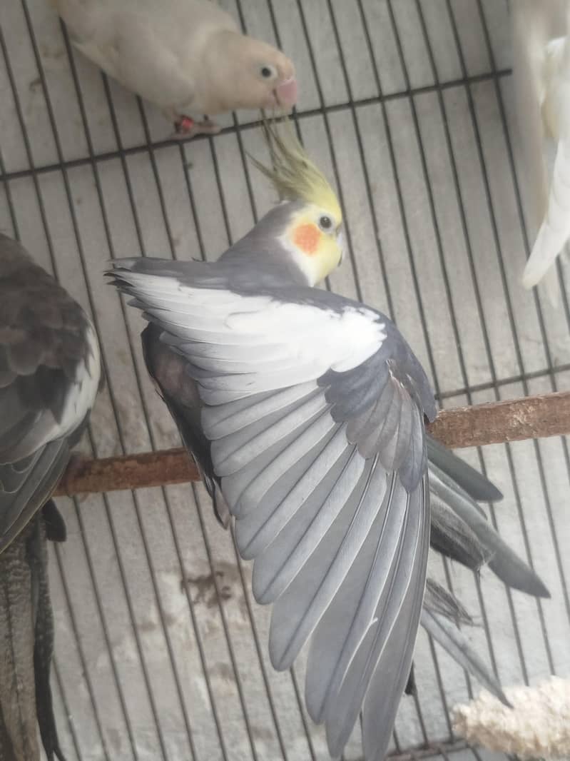 parrot 0