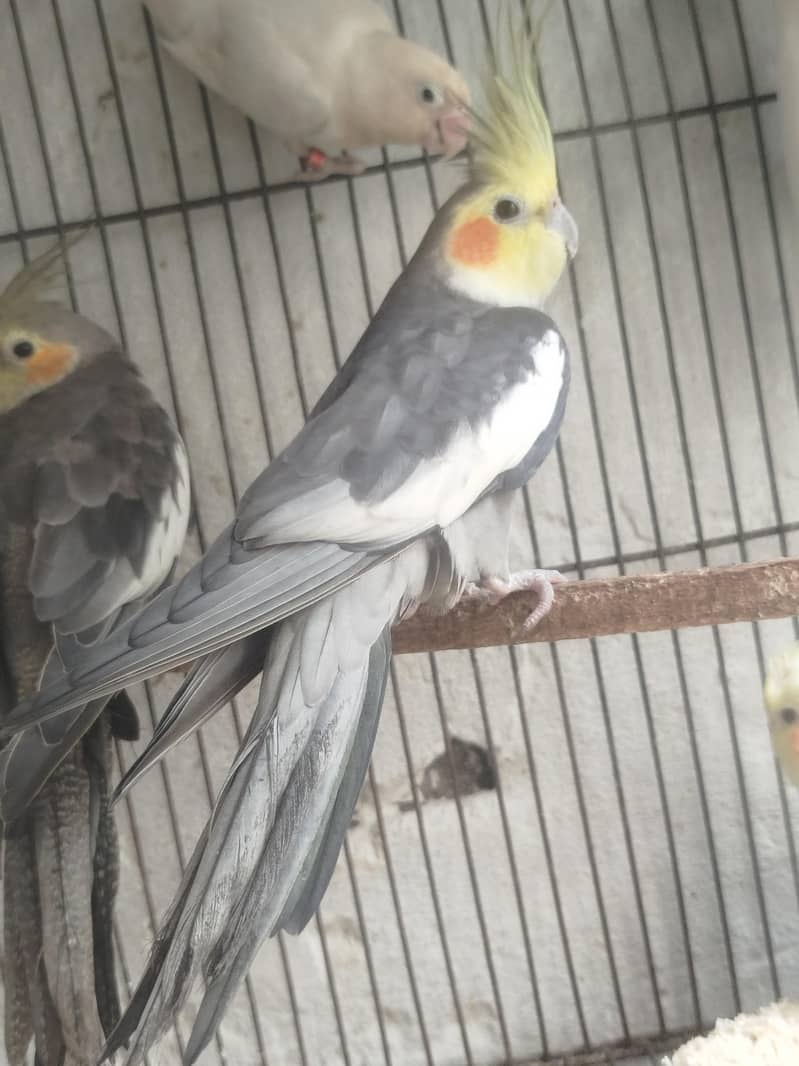 parrot 1