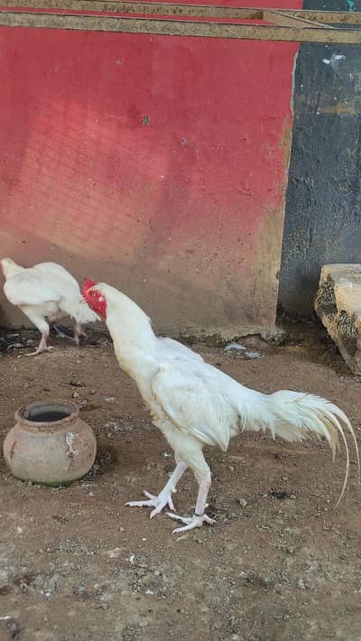 white breed