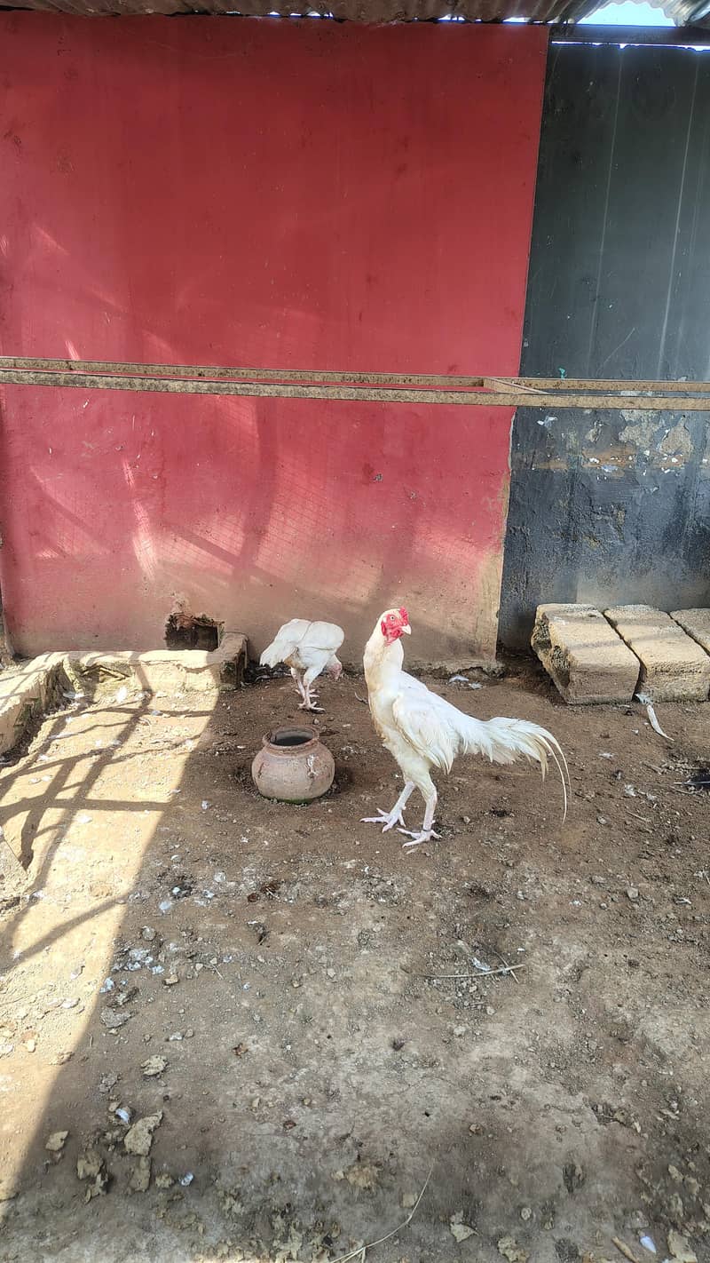 white breed 1