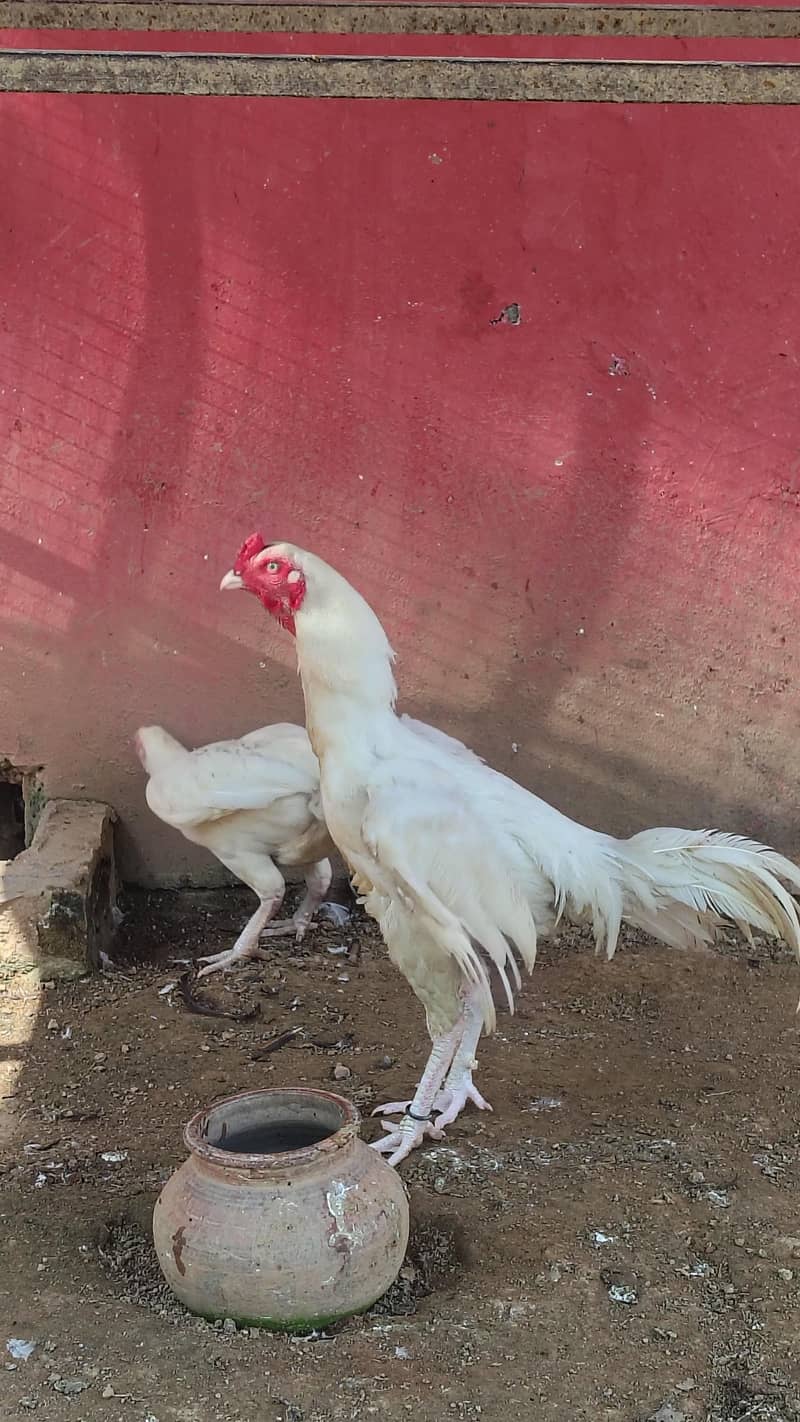 white breed 2