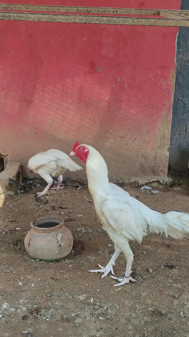 white breed — photo 4