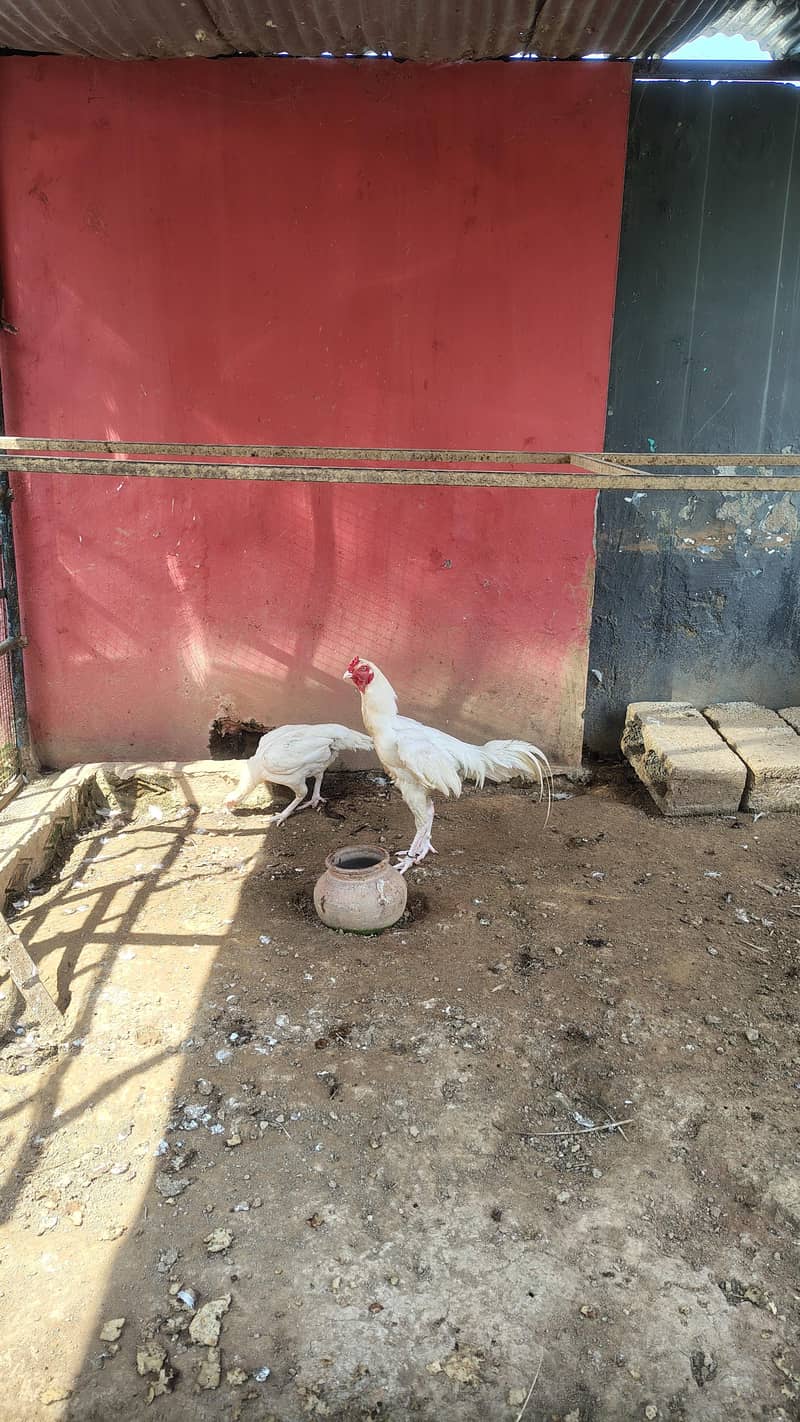 white breed 4