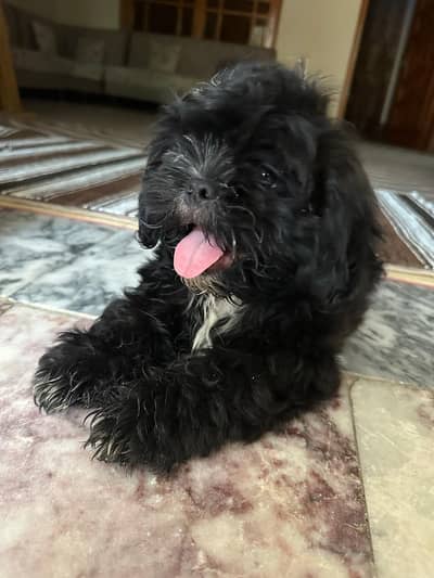 shitzu dog