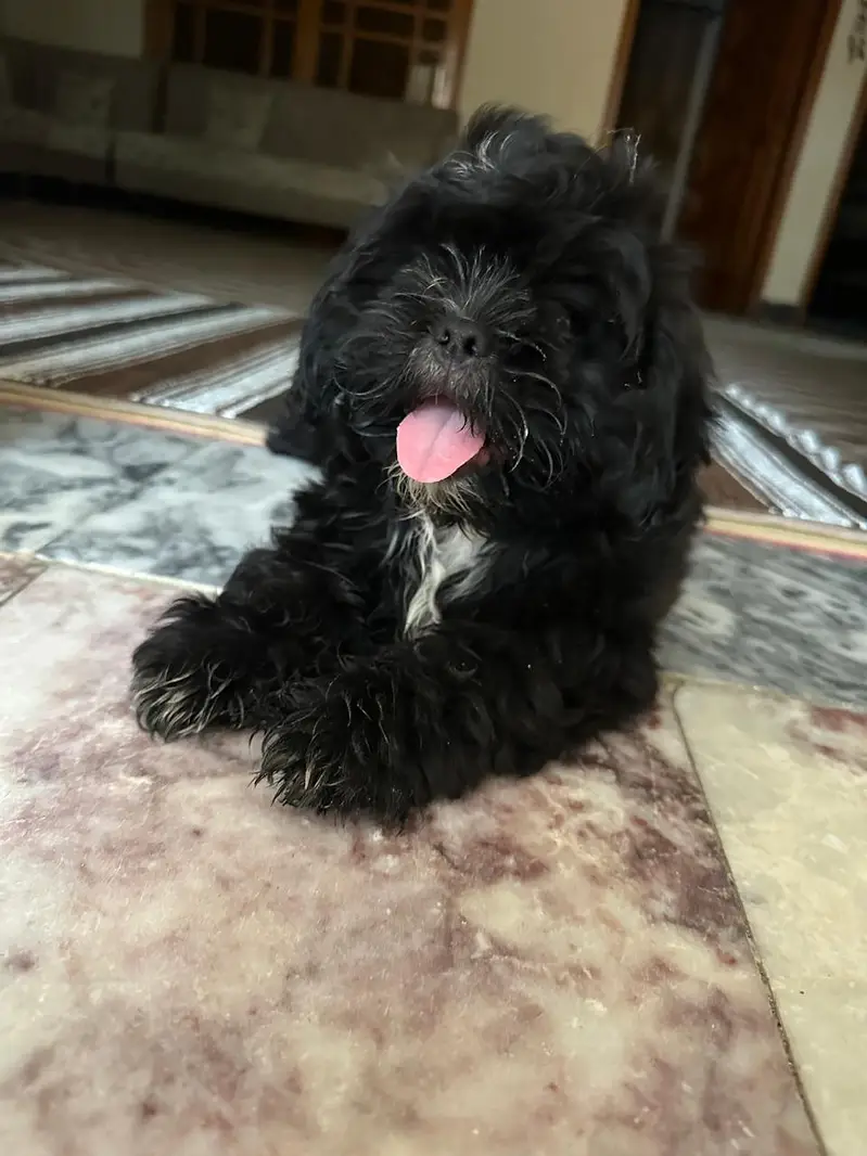 shitzu dog — photo 2