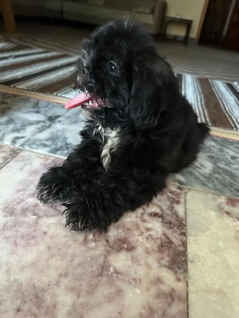 shitzu dog — photo 3