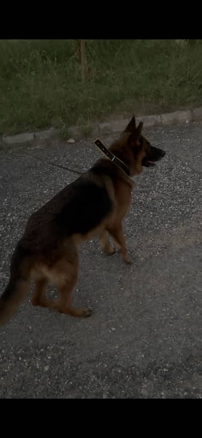 German Shepherd