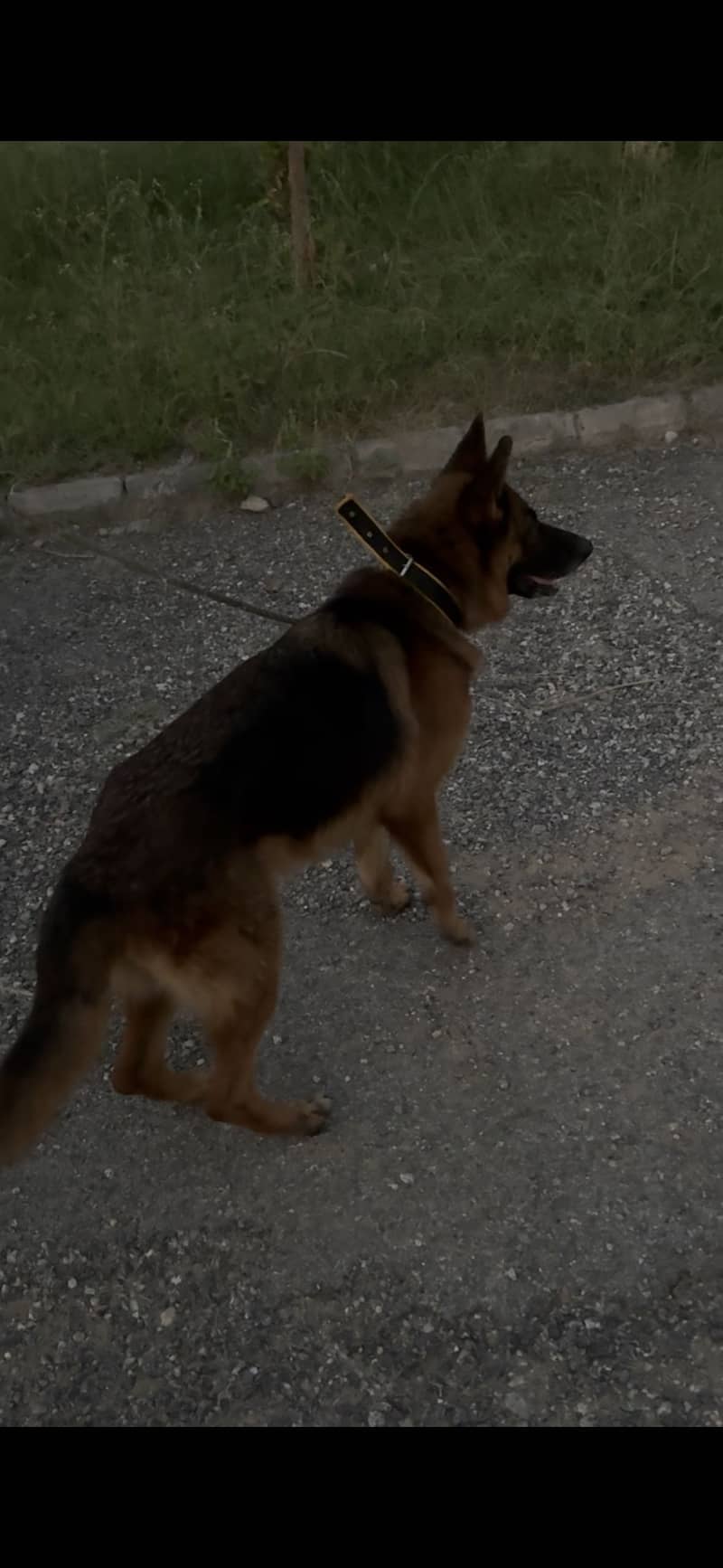 German Shepherd 0