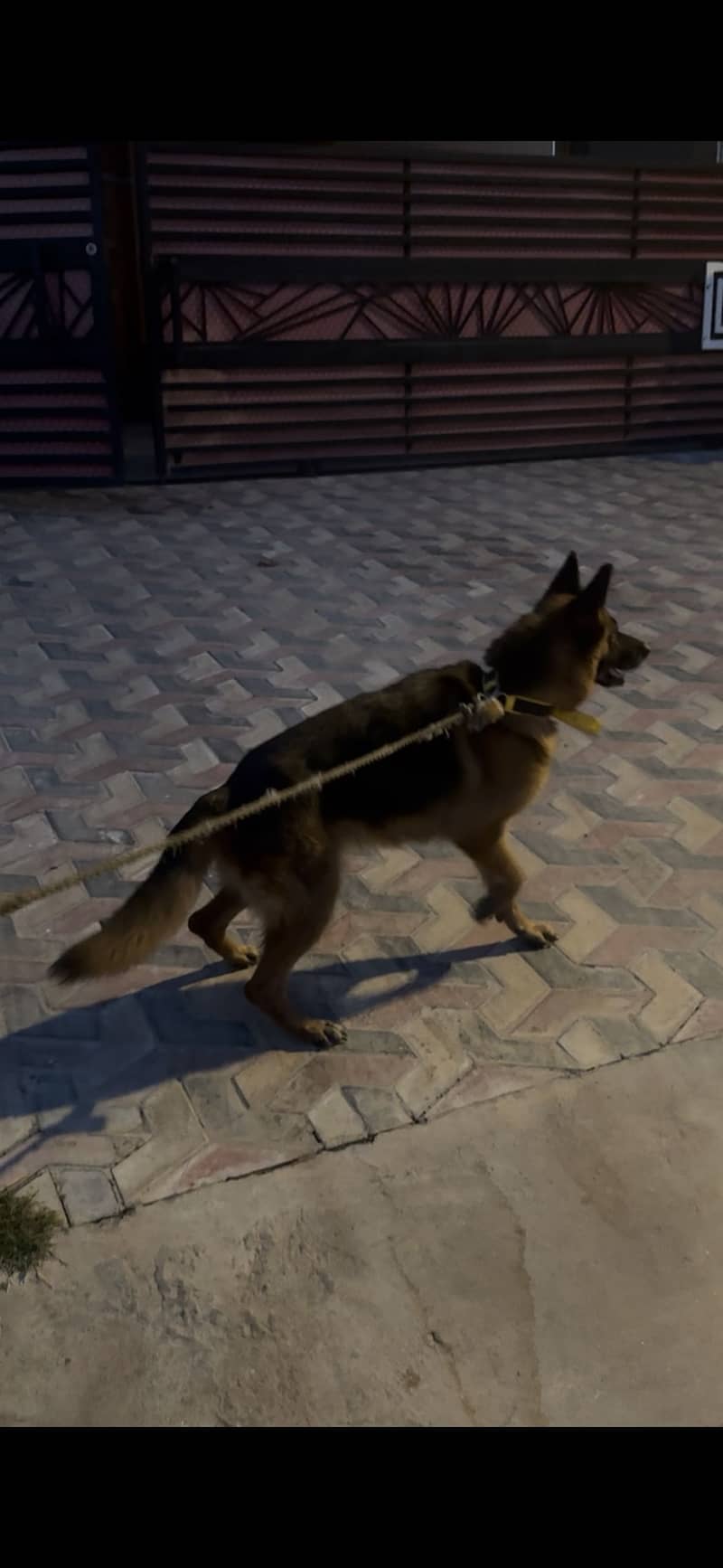 German Shepherd 1