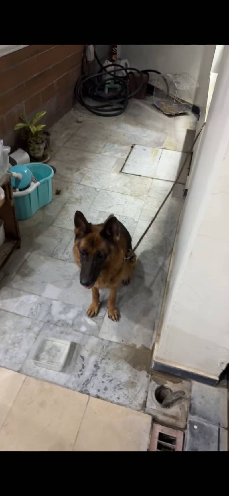 German Shepherd 2