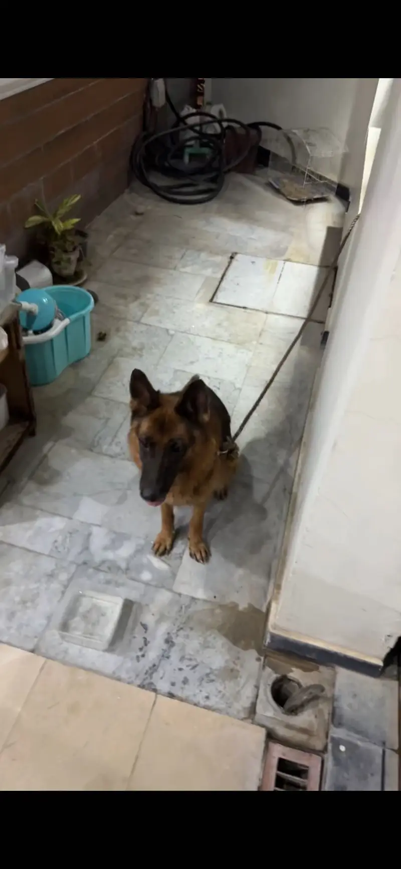 German Shepherd — photo 3