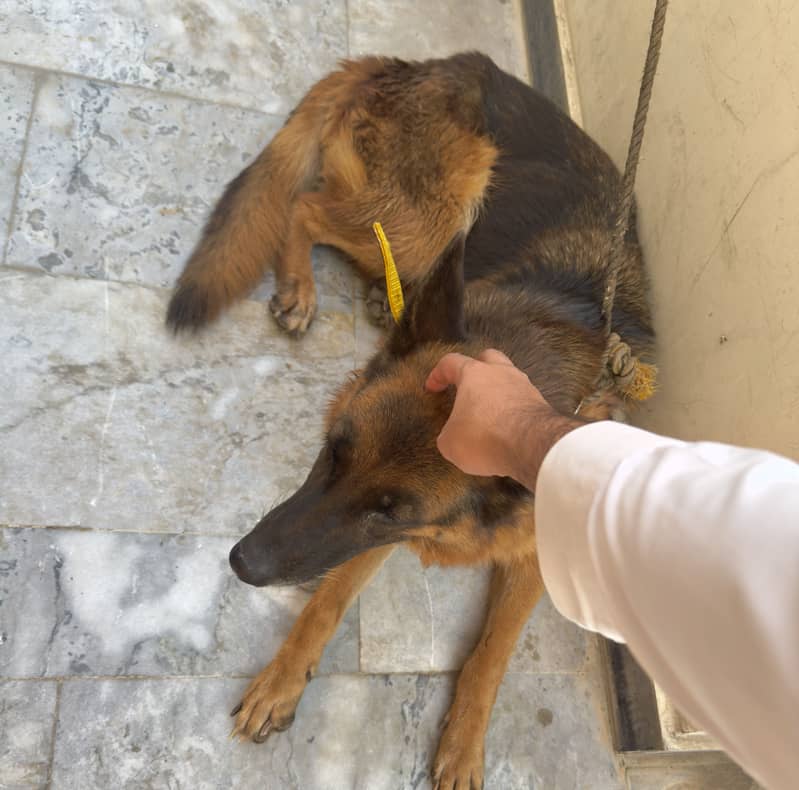 German Shepherd 3