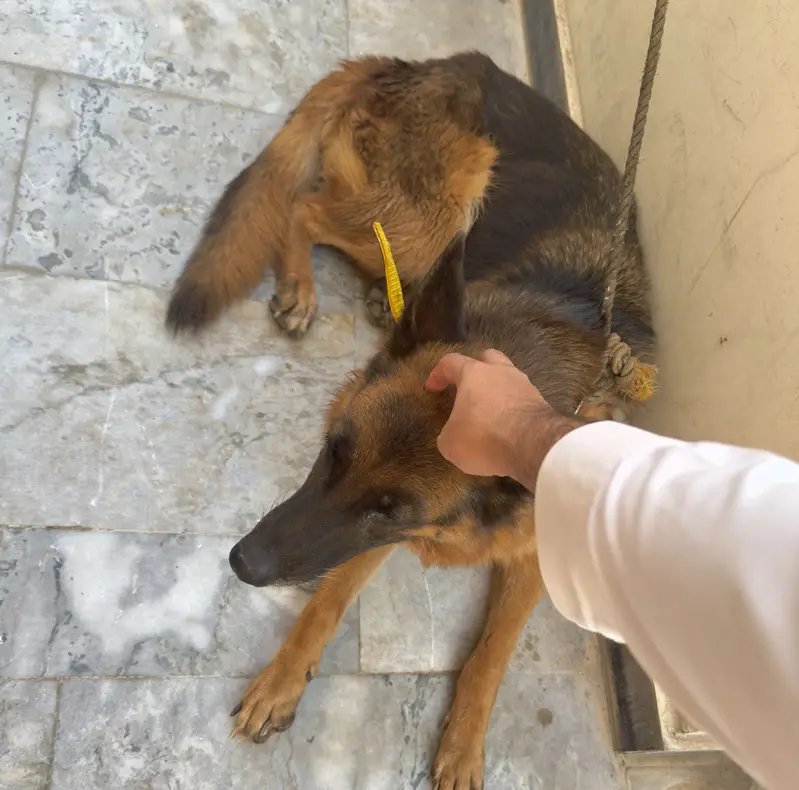 German Shepherd — photo 4