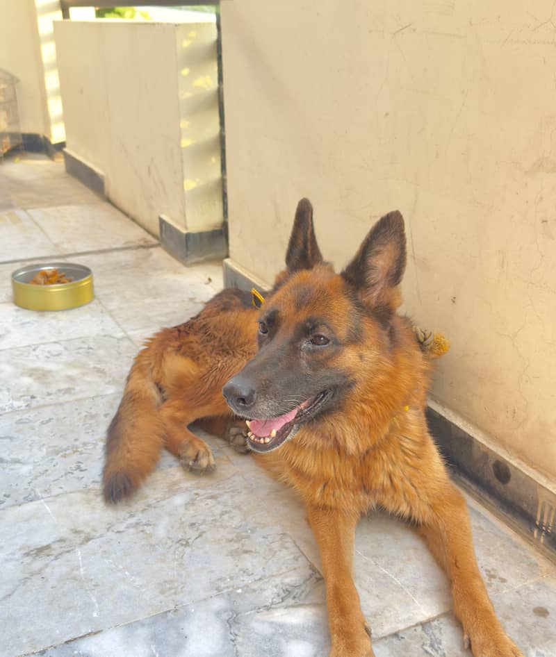 German Shepherd 4